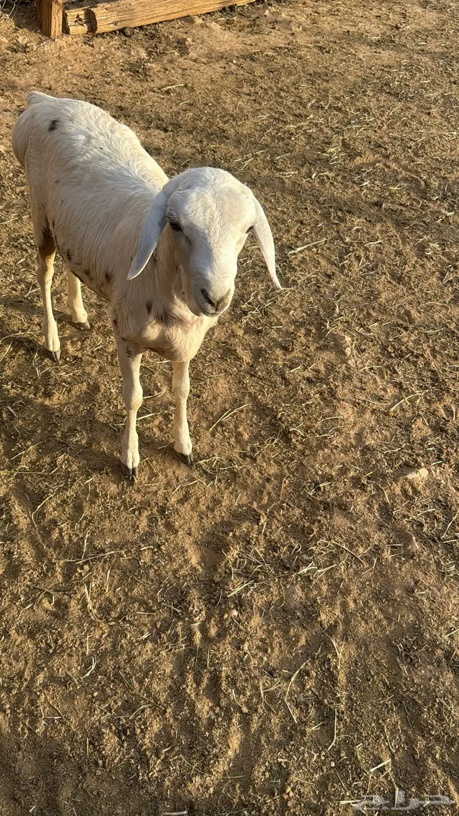 البيع رخاله 0