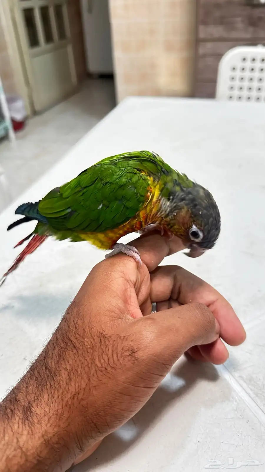 طير كنيور 2