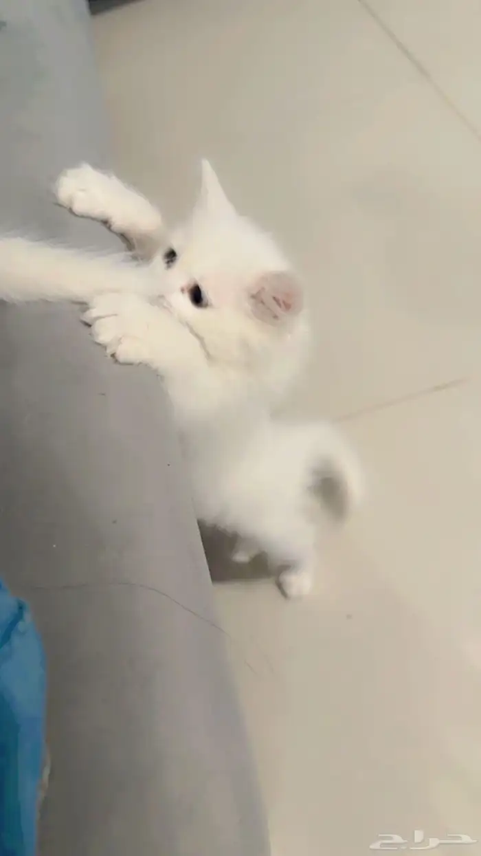 قطط للبيع شيرازيات ابيض 0