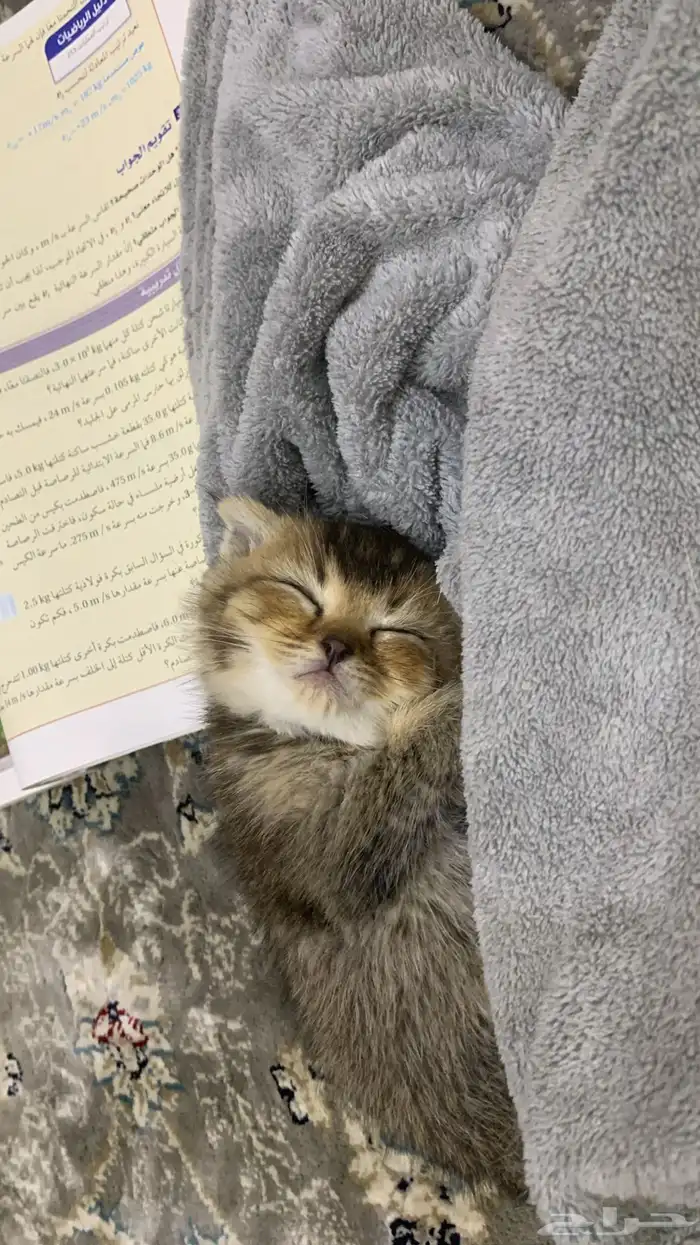 كيتن للبيع 1