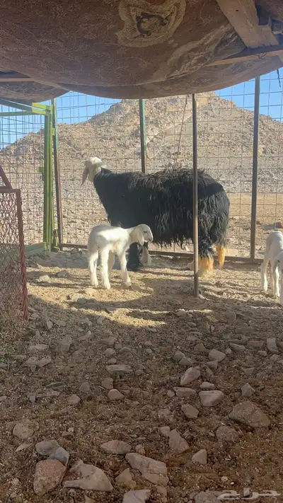 فحل نجدي صنف مشروط 8