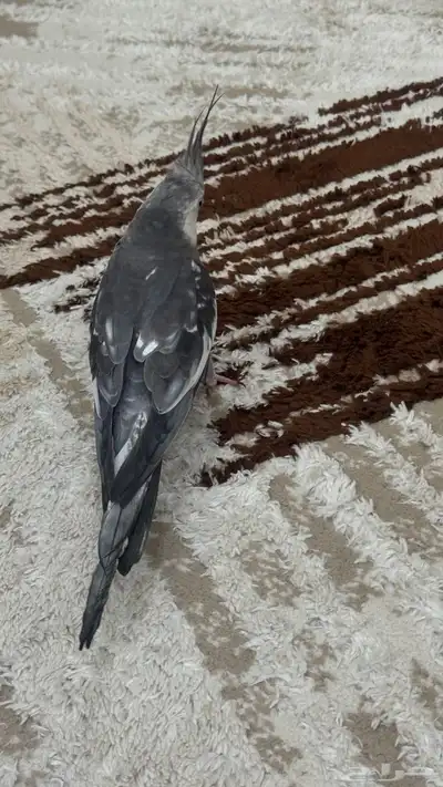 للبيع او البدل ذكر ببغاءكروان اليف هدد 16