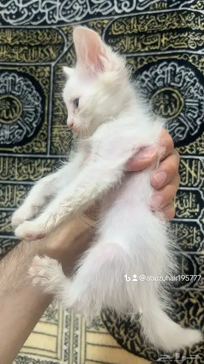 قطط أمريكي صغيرة العمر شهرين لعوبة ولطيفة يبغى الزين يلحق 6