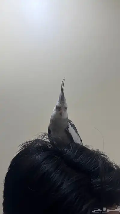 للبيع او البدل ذكر ببغاءكروان اليف هدد 1