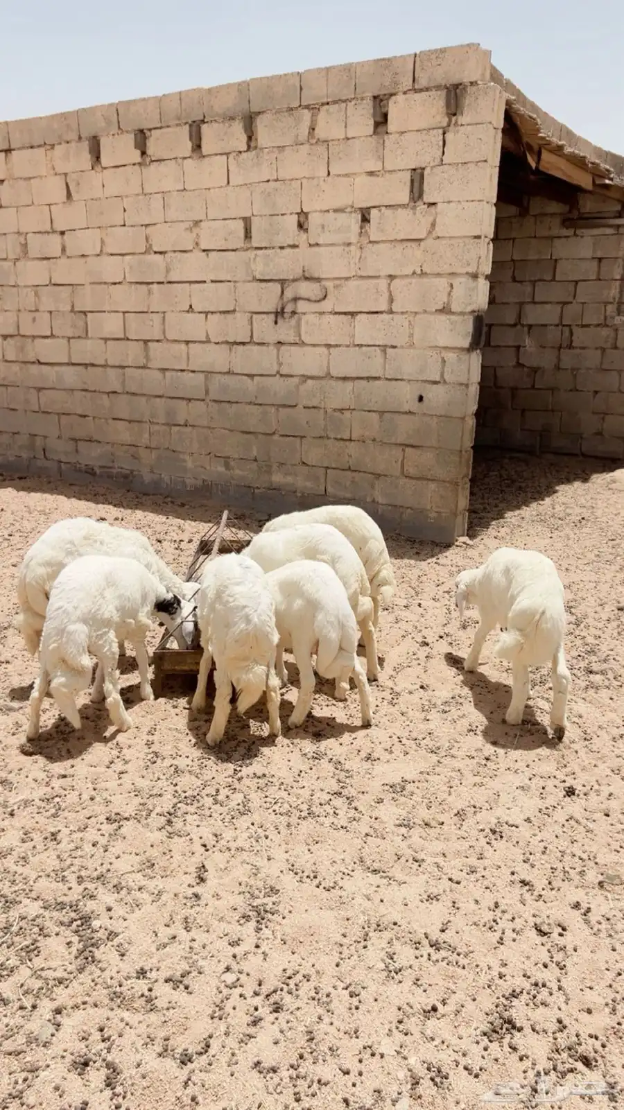 يوجد ذابايح طليان ورخال وتيوس يوجد ذبح وتوصيل إلا المنزل 4
