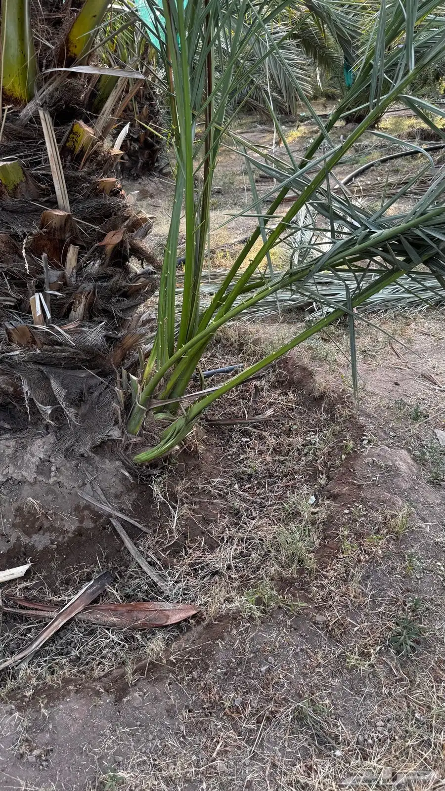 صنية عجوا  وادي الفرع جنوب المدينة المنورة للبيع 0