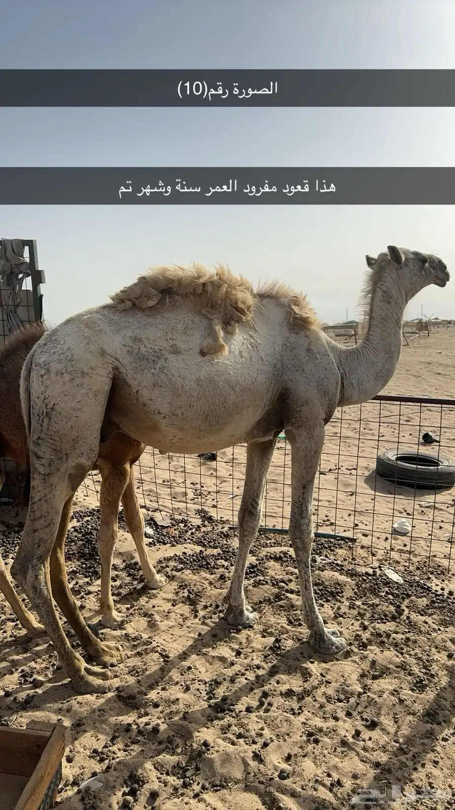 قعدان  وبكار العدد 10 8