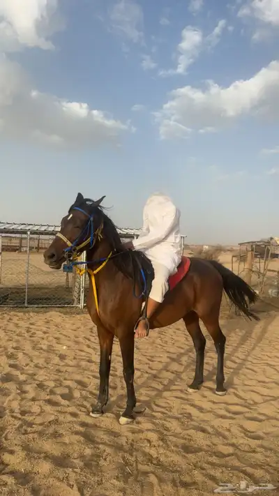 فرس شعبيه 3