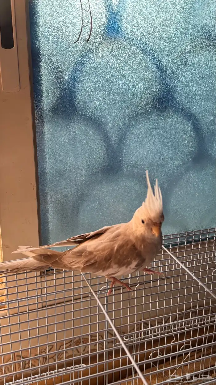 عصفور كروان هولندي أليف 2