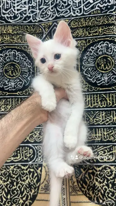 قطط أمريكي صغيرة العمر شهرين لعوبة ولطيفة يبغى الزين يلحق 4