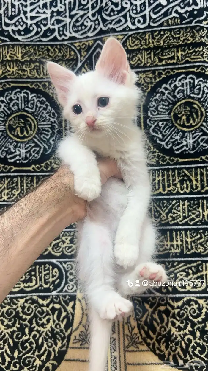 قطط أمريكي صغيرة العمر شهرين لعوبة ولطيفة يبغى الزين يلحق 4