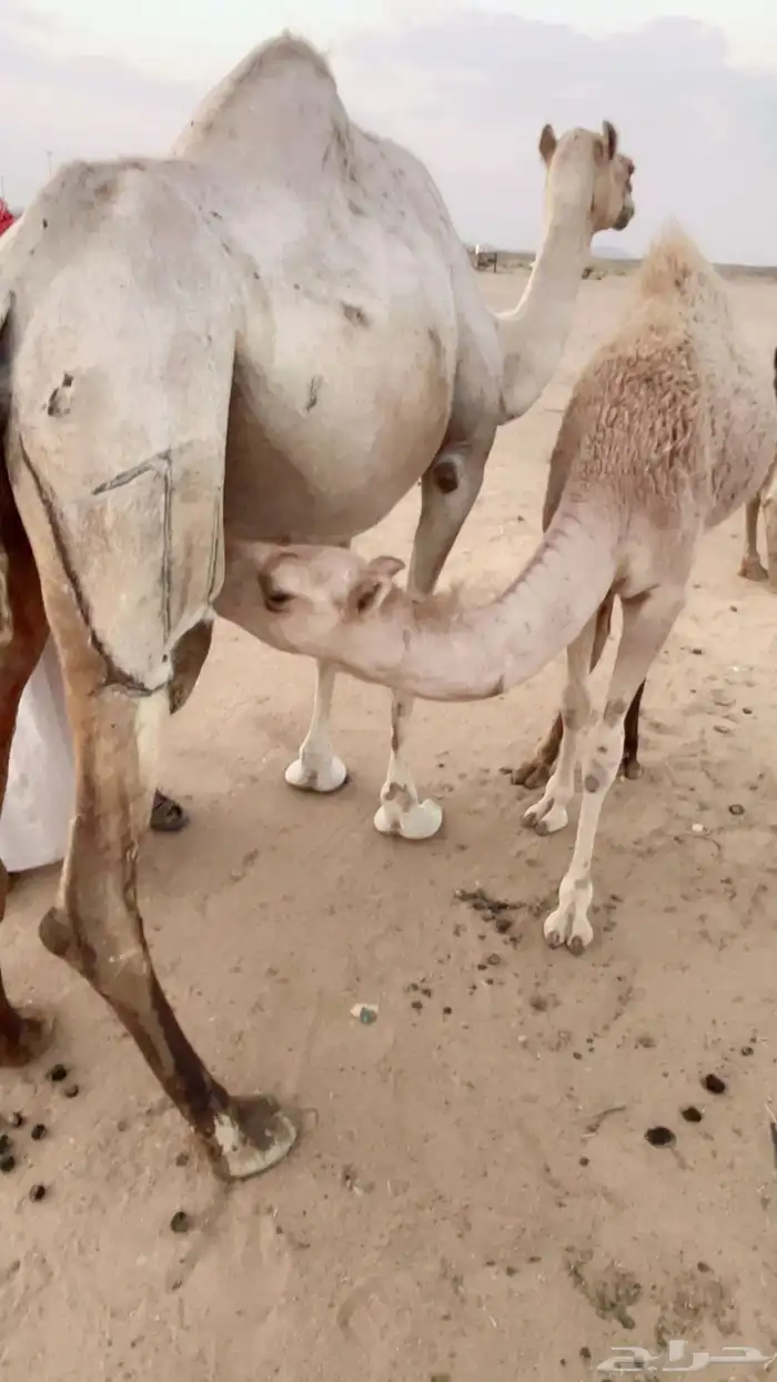 ناقه هديه على جميع الشروط تحتها بكره الموقع ظلم 2