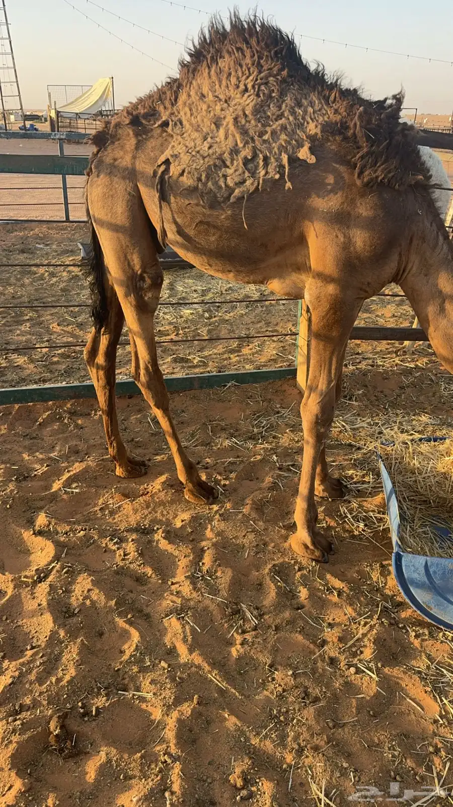 قعدان 1