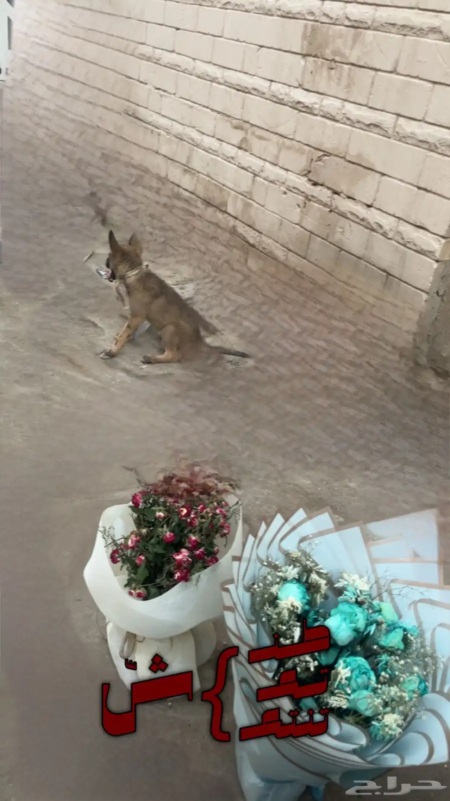 كلب جيريمن صغير السوم من 500 1