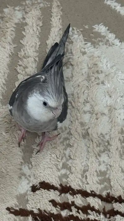 للبيع او البدل ذكر ببغاءكروان اليف هدد 10