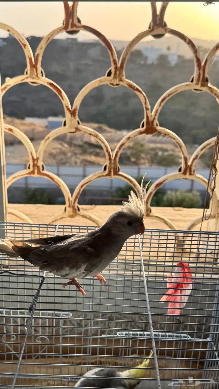 عصفور كروان هولندي أليف 4