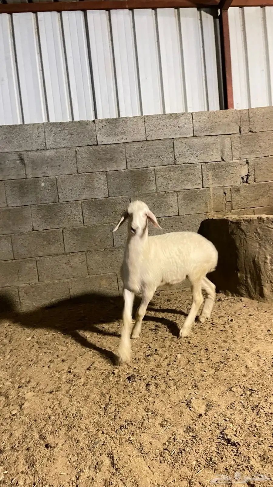 طلي حري مشروع فحل 8