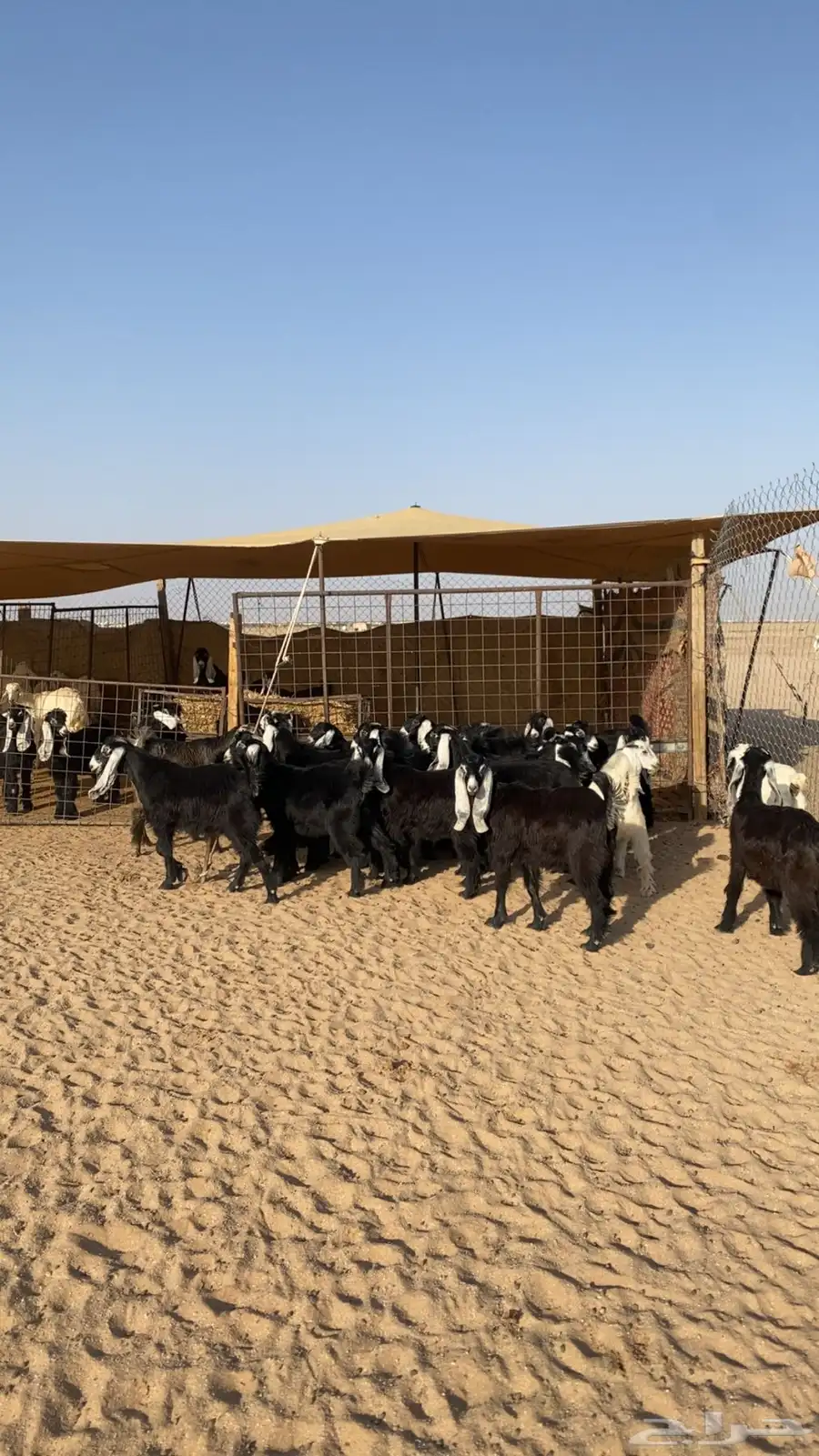 جفرات عوارض العدد 20 الموقع الدوادمي 2