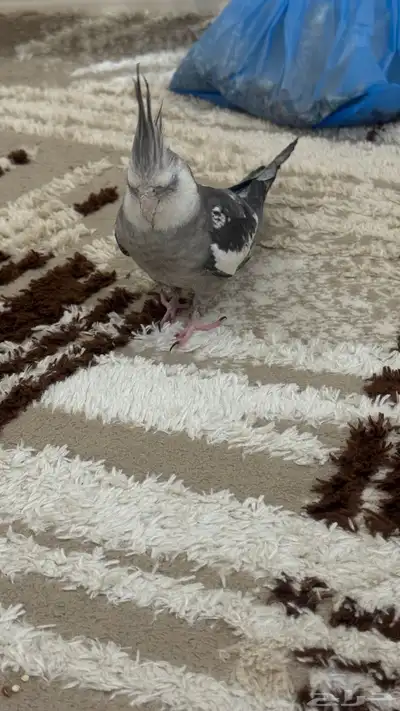 للبيع او البدل ذكر ببغاءكروان اليف هدد 14
