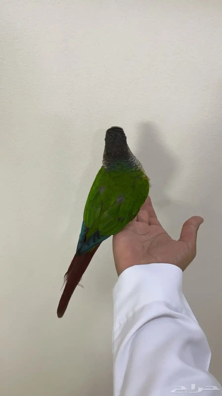 ببغاء كنيور الليف عندك بعض الكلمات 1