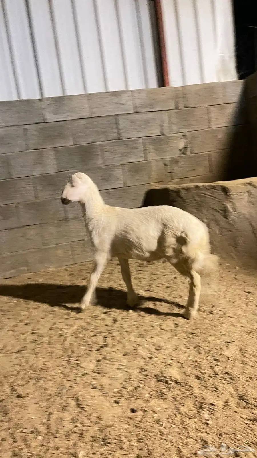 طلي حري مشروع فحل 4