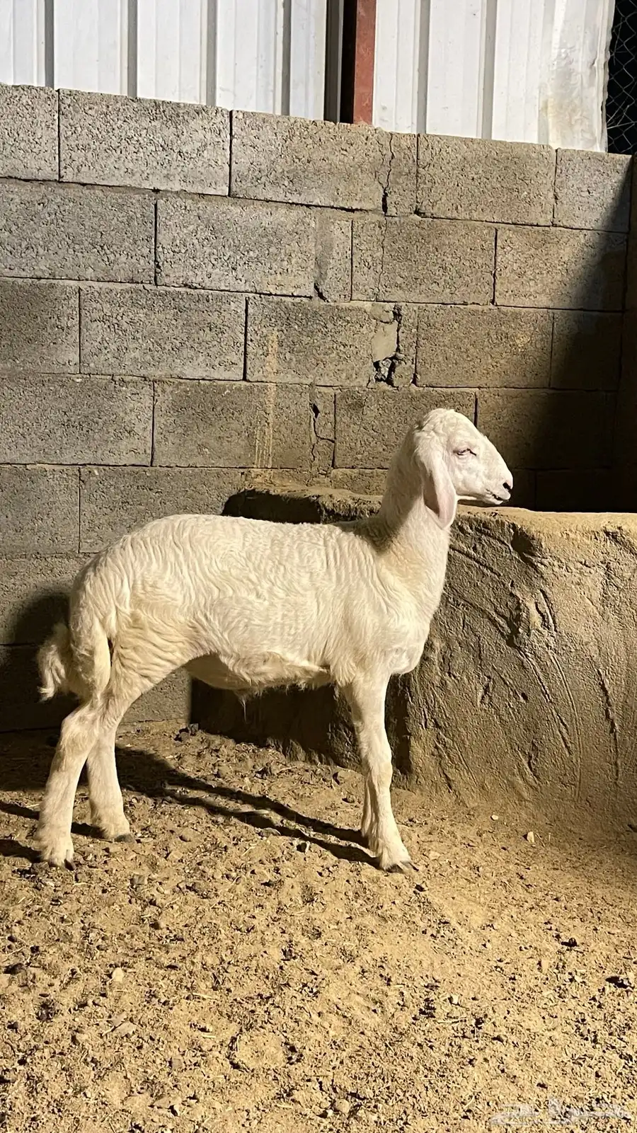 طلي حري مشروع فحل 0
