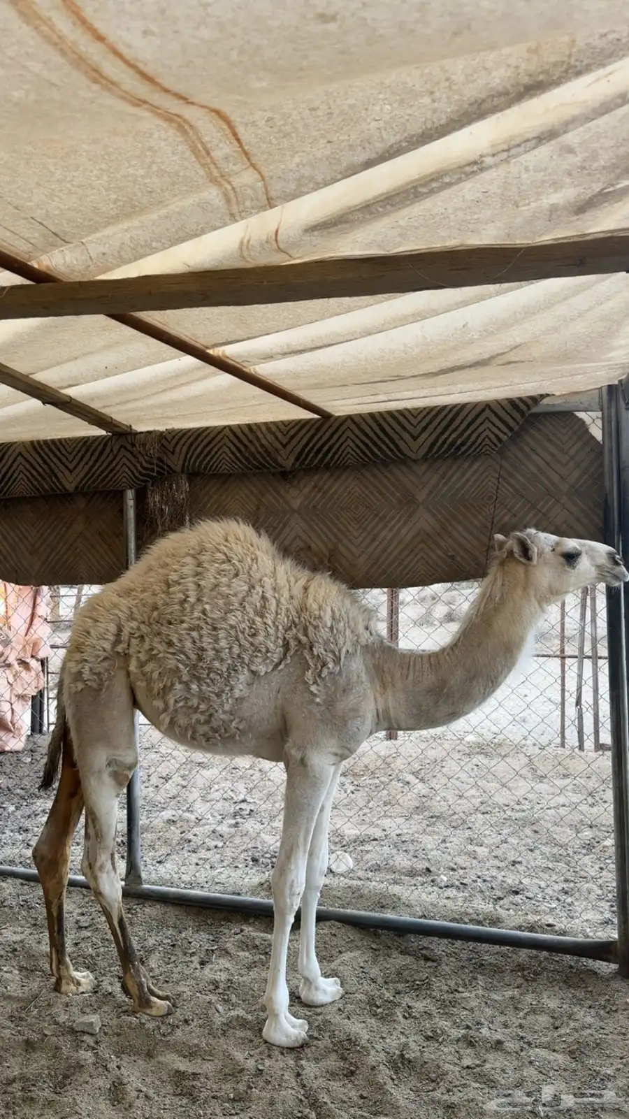 قعود و بكره 0