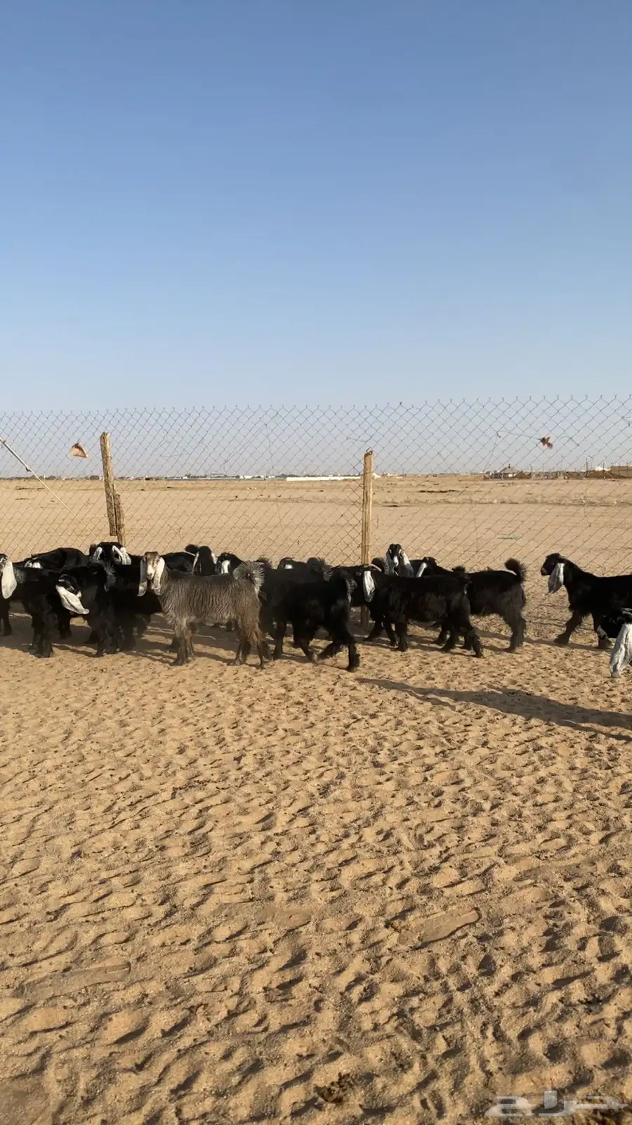 جفرات عوارض العدد 20 الموقع الدوادمي 4