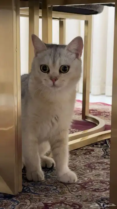 سكوتش بيور معقمة للتبني 3