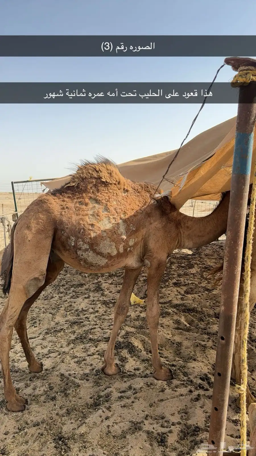 قعدان  وبكار العدد 10 4