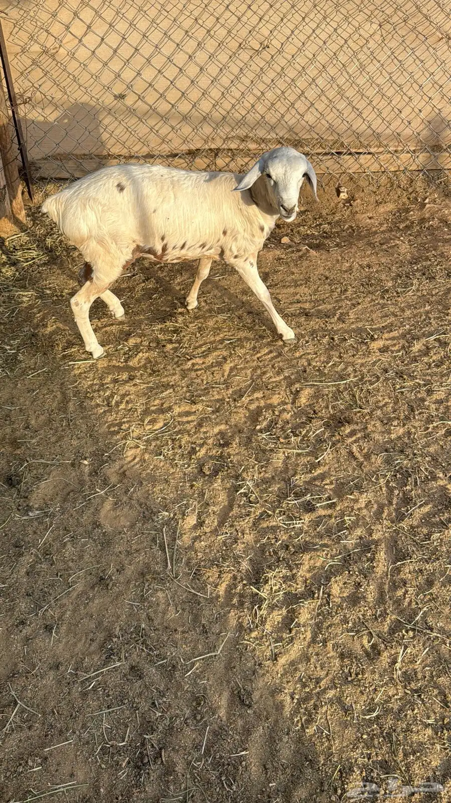 البيع رخاله 7