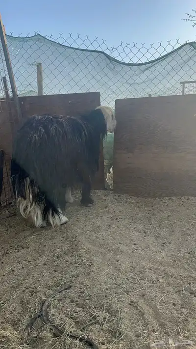 فحل نجدي صنف مشروط 2