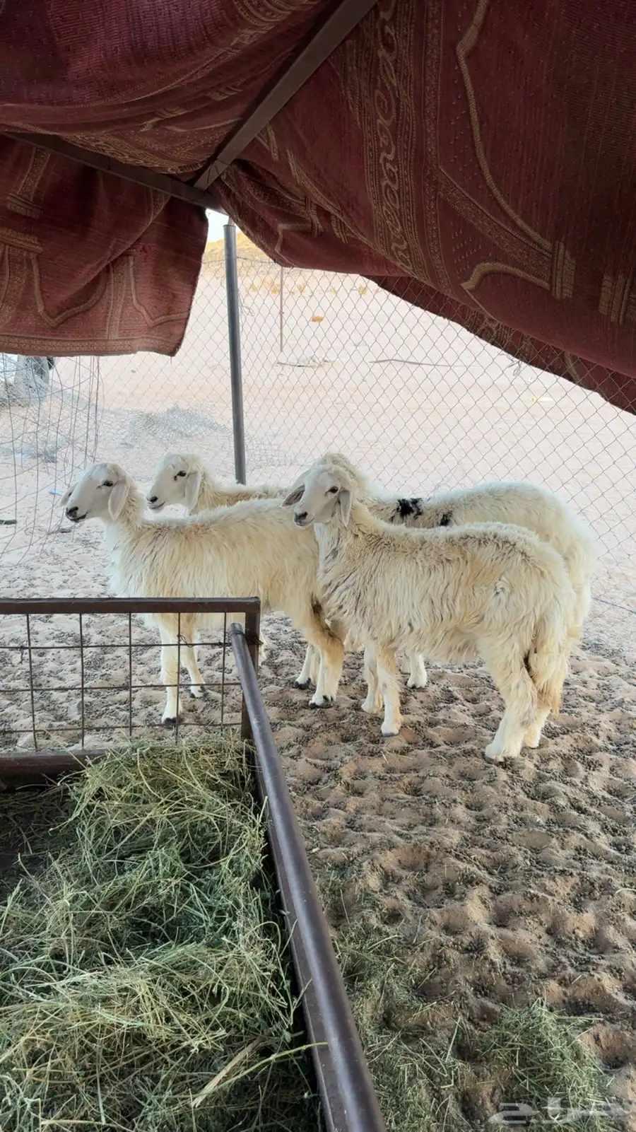 رخال للبيع 0