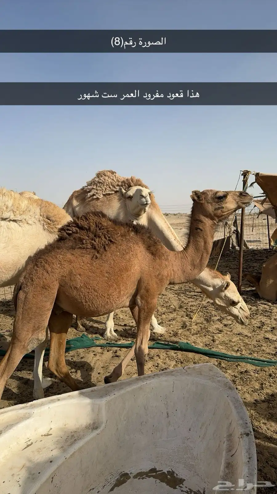 قعدان  وبكار العدد 10 6
