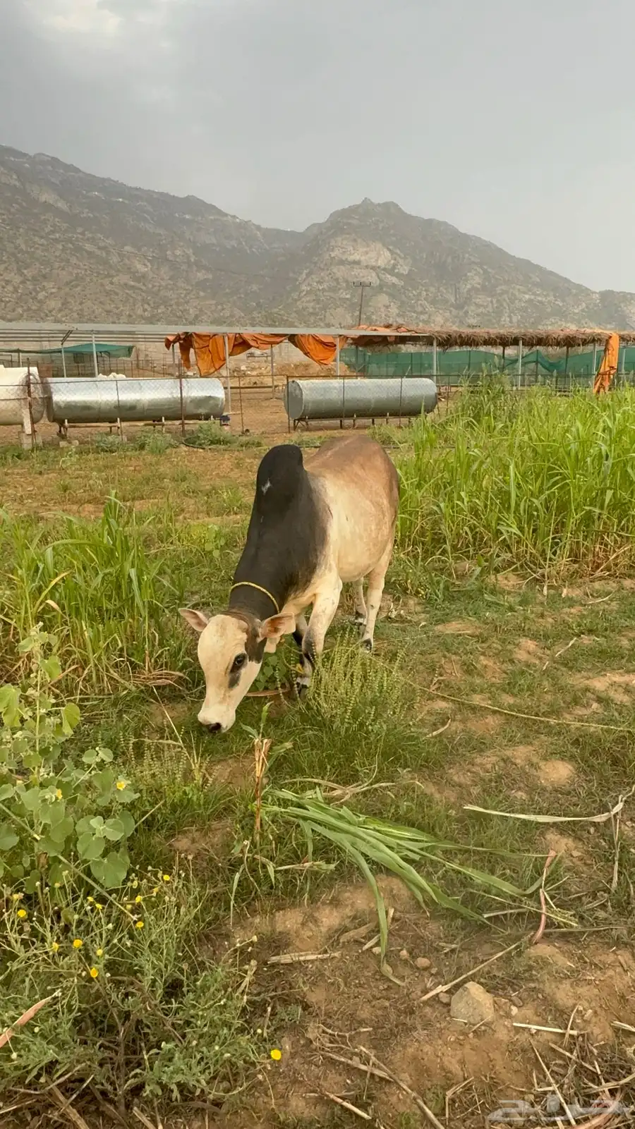 ثور 5