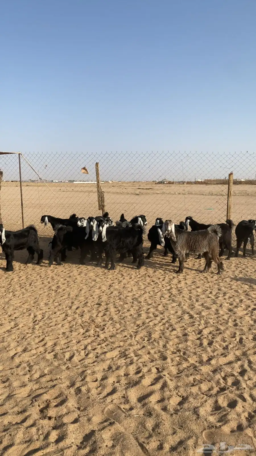 جفرات عوارض العدد 20 الموقع الدوادمي 1