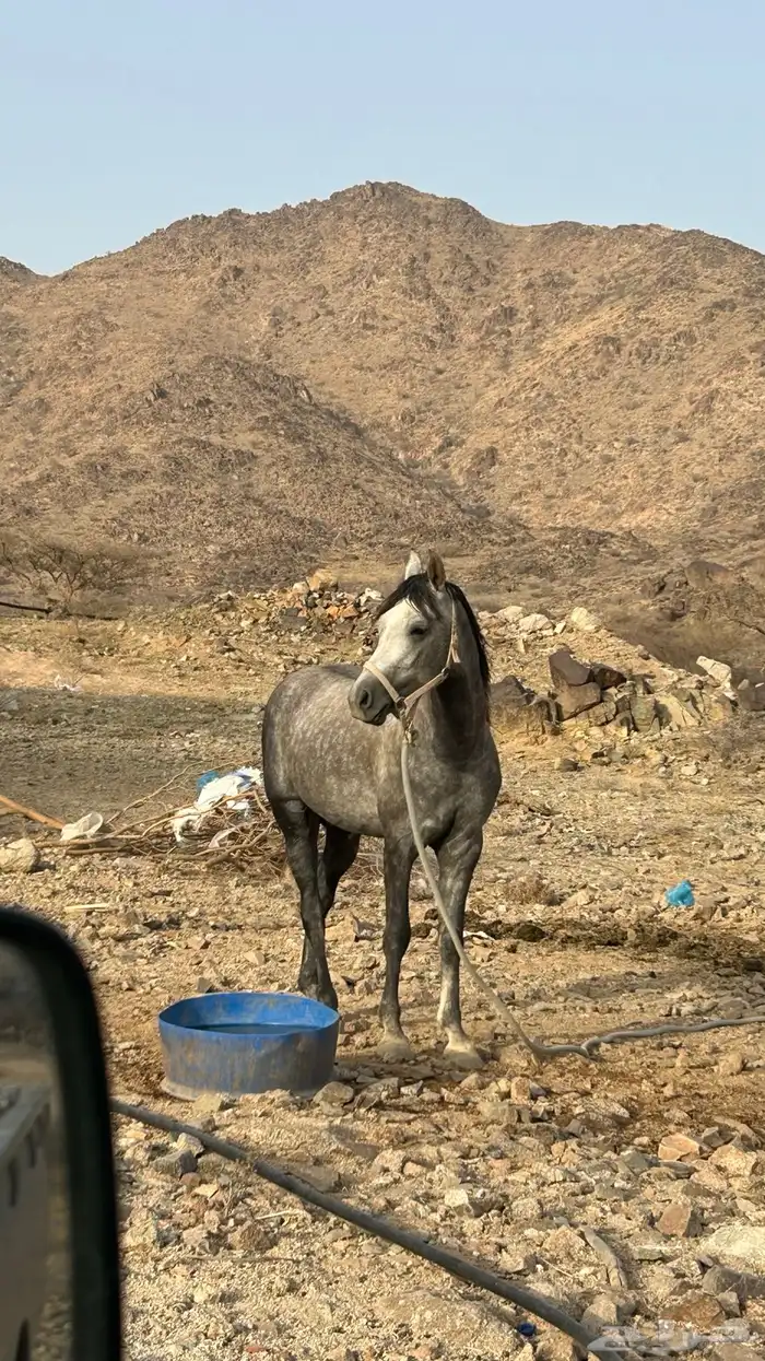 حصان شعبي 1