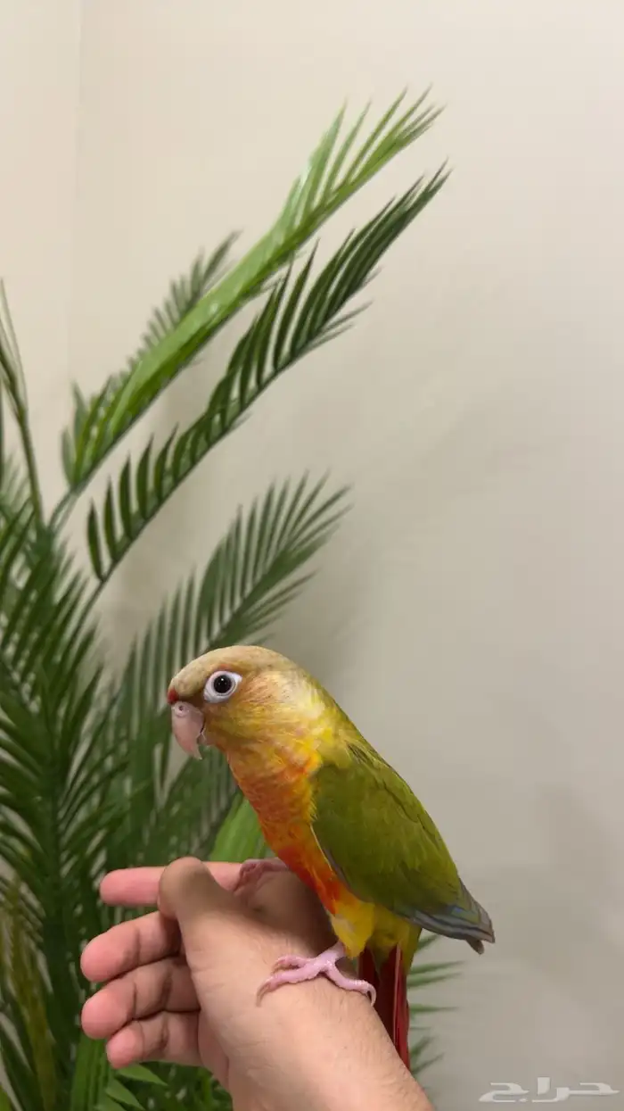 فرخ كنيور اناناس ريد فاكتور تم البيع 2