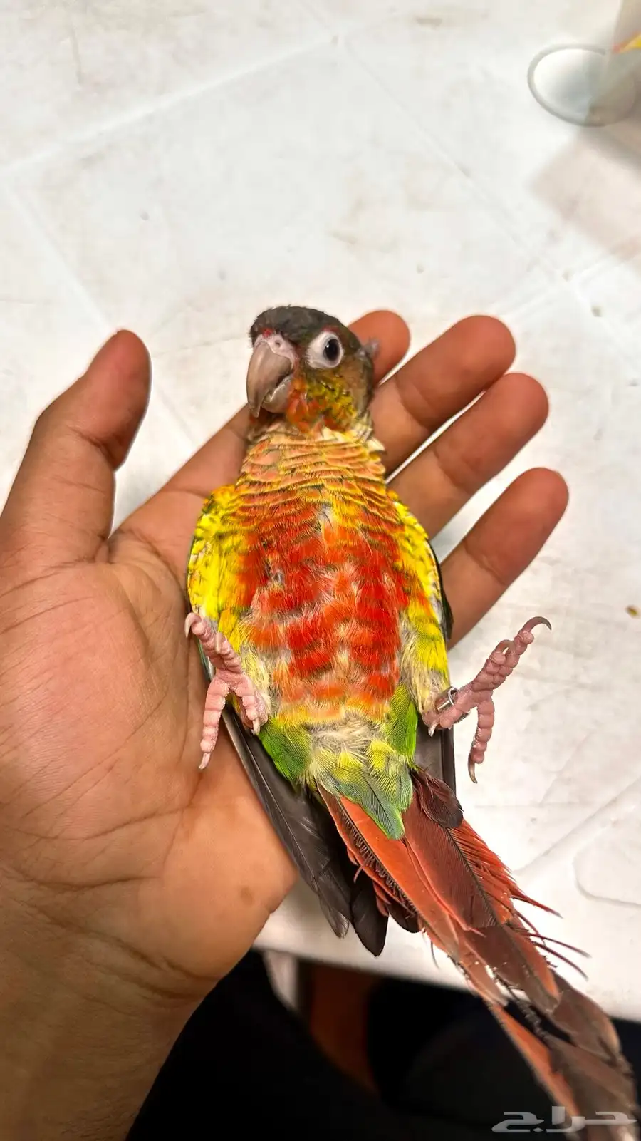 طير كنيور 4