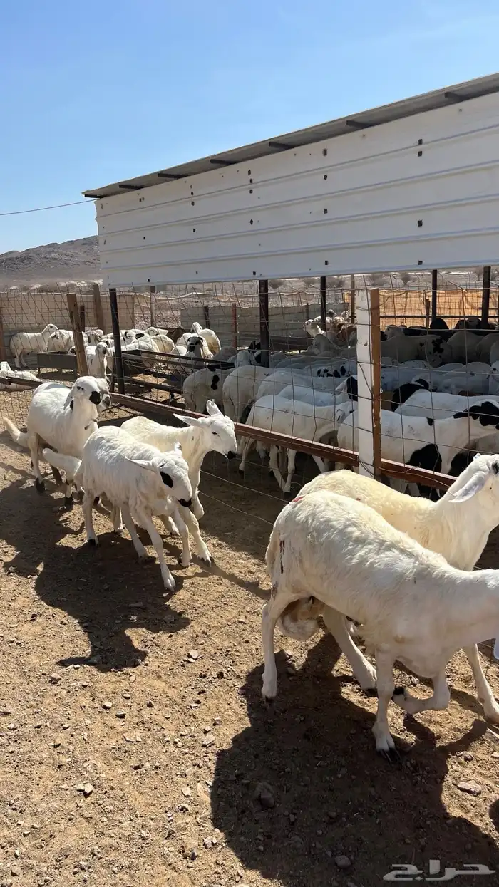 طليان سواكن دمازين شبيه الحري مرابى مناسبات زوجات ثلاجات 4