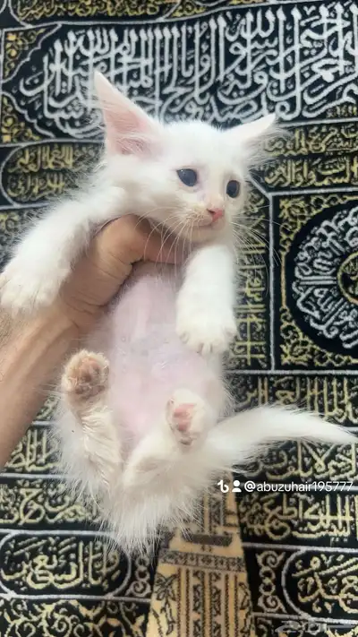 قطط أمريكي صغيرة العمر شهرين لعوبة ولطيفة يبغى الزين يلحق 1