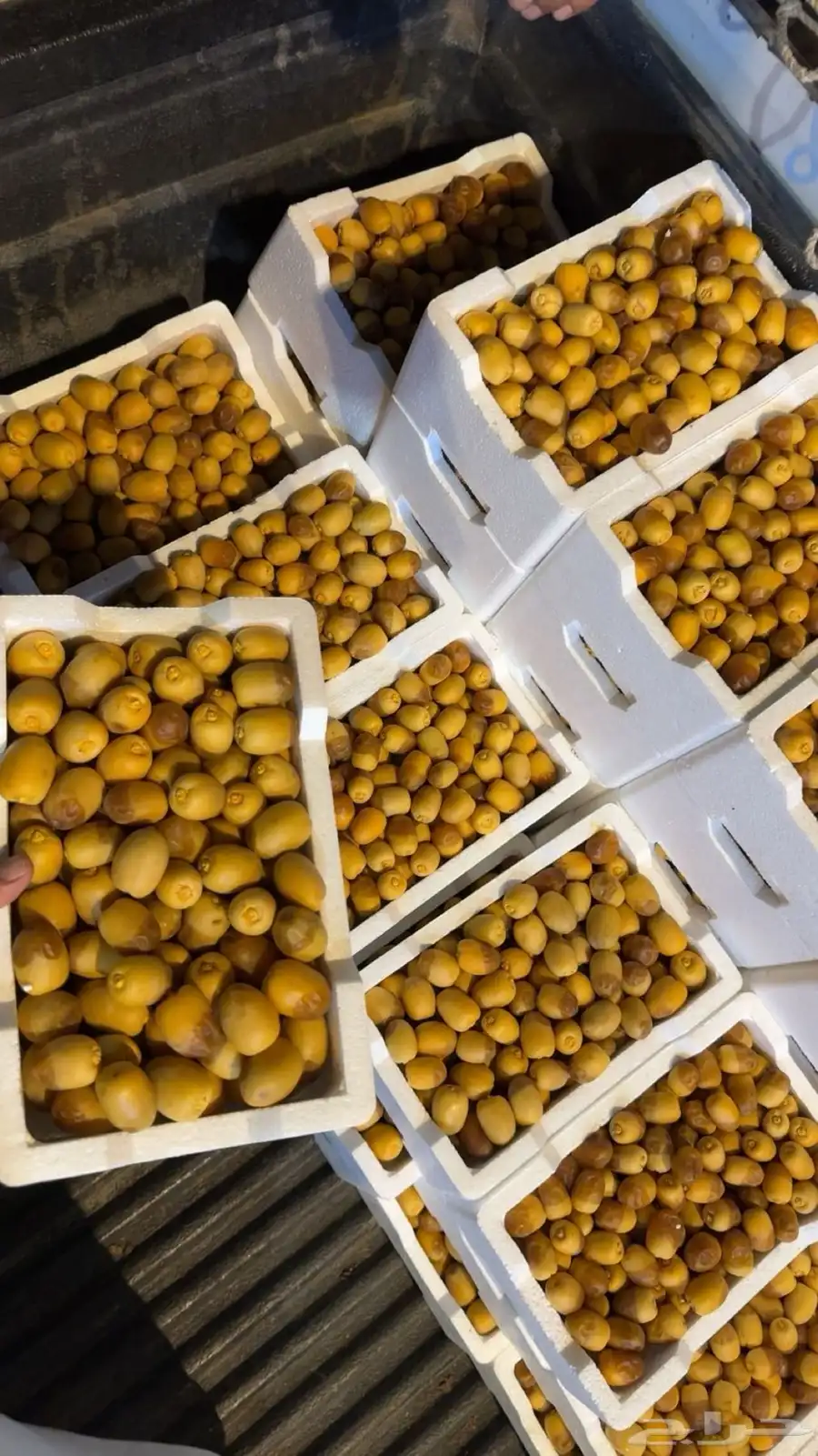 روثانه ونعناع المدينه طالع الطايف الان روثانه 10 ريال 1