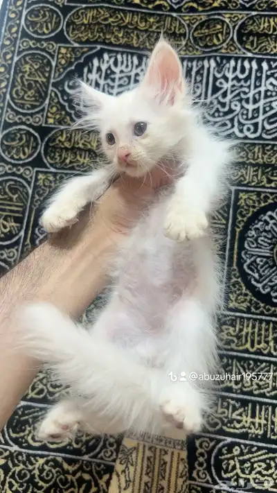 قطط أمريكي صغيرة العمر شهرين لعوبة ولطيفة يبغى الزين يلحق 2