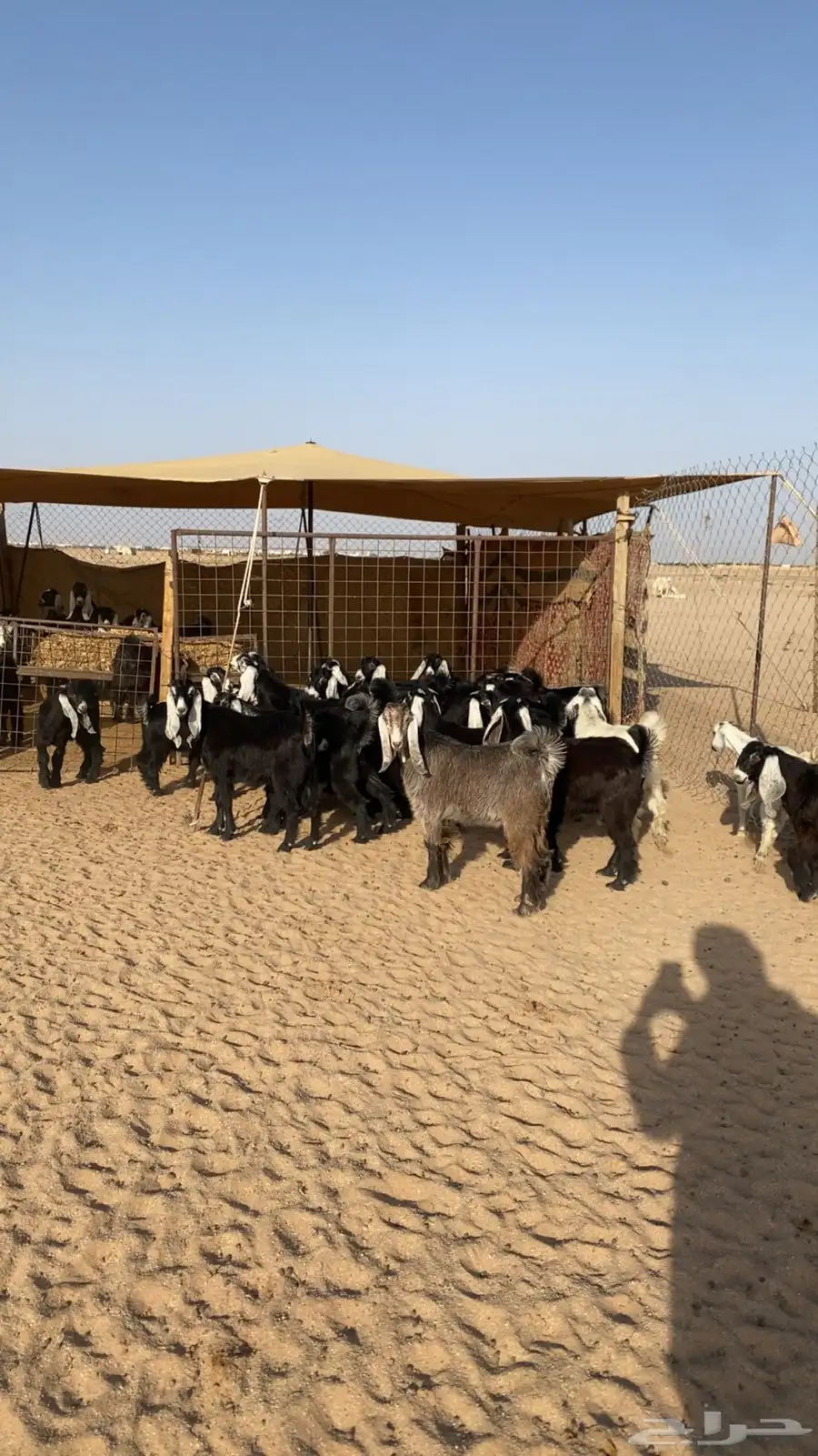 جفرات عوارض العدد 20 الموقع الدوادمي 0