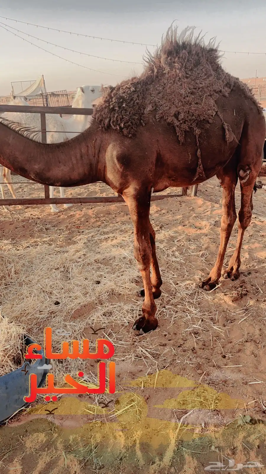 قعدان 0