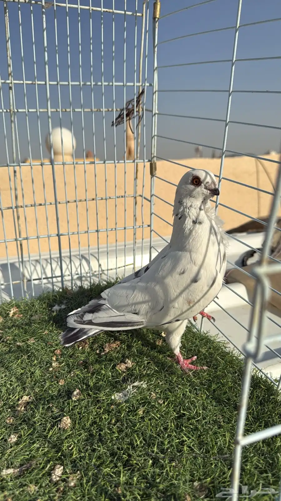 حمام شامي index