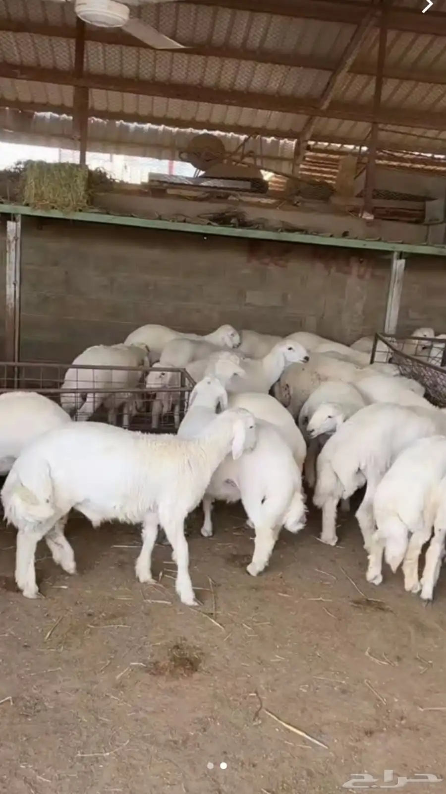 يوجد ذابايح طليان ورخال وتيوس يوجد ذبح وتوصيل إلا المنزل 1