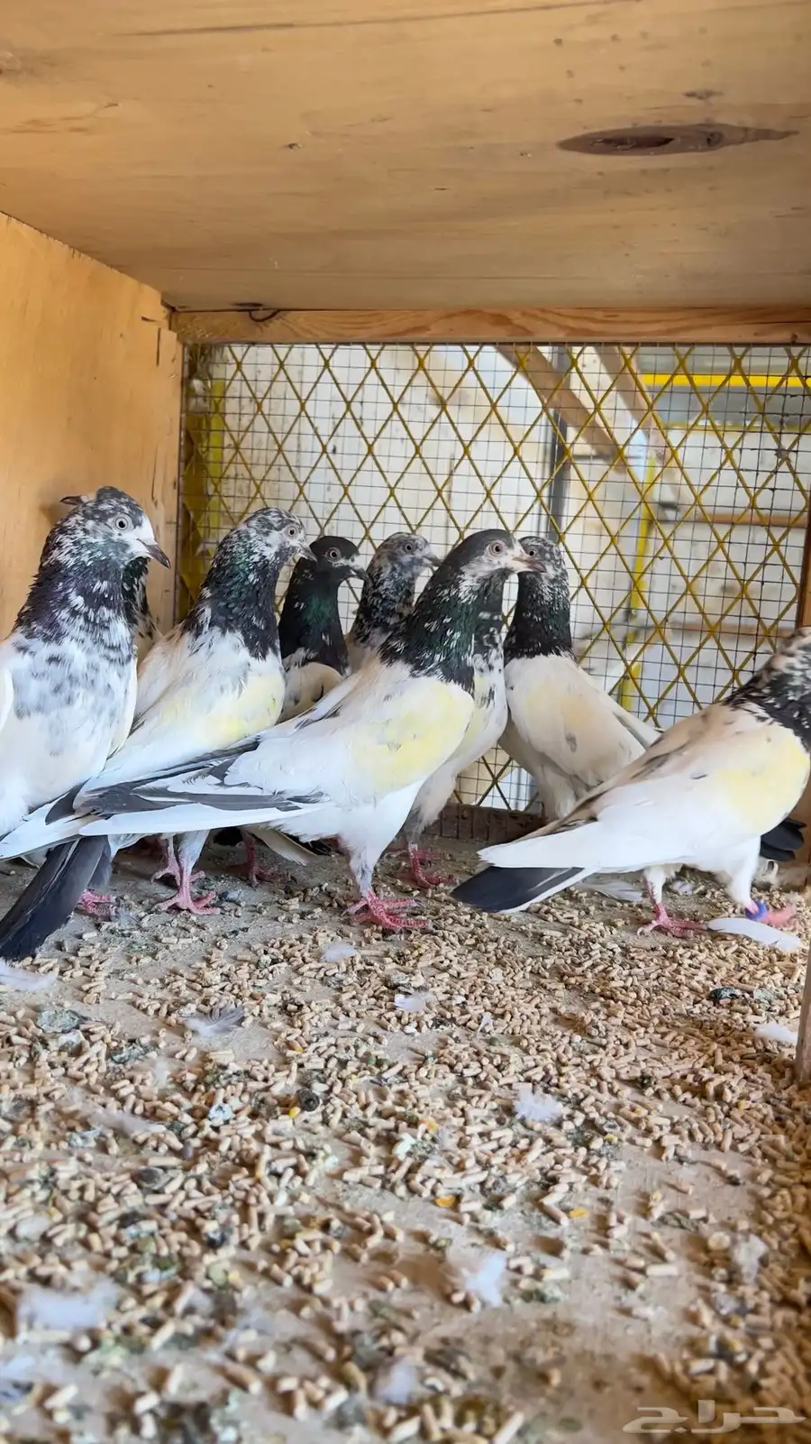 حمام باكستاني 9