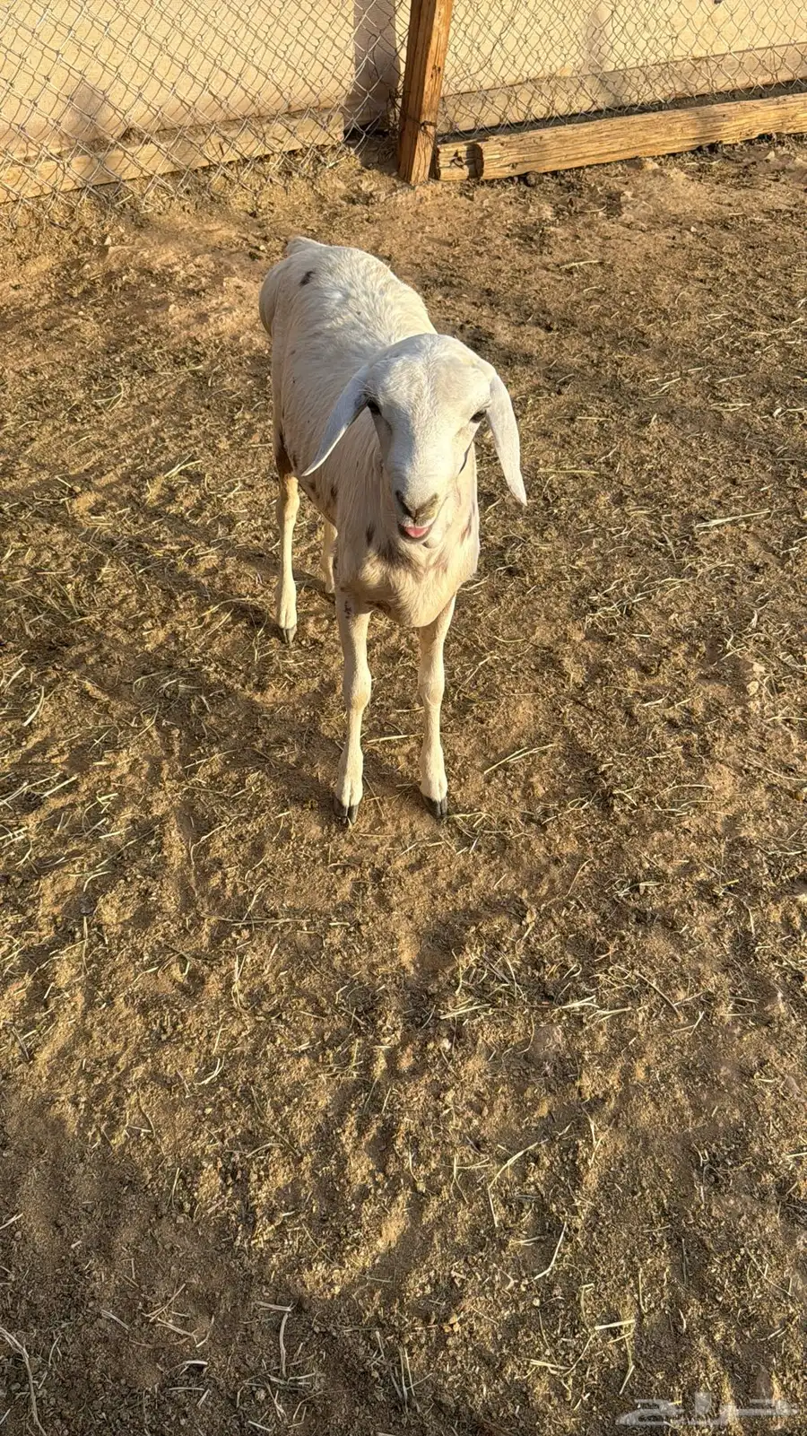 البيع رخاله 1