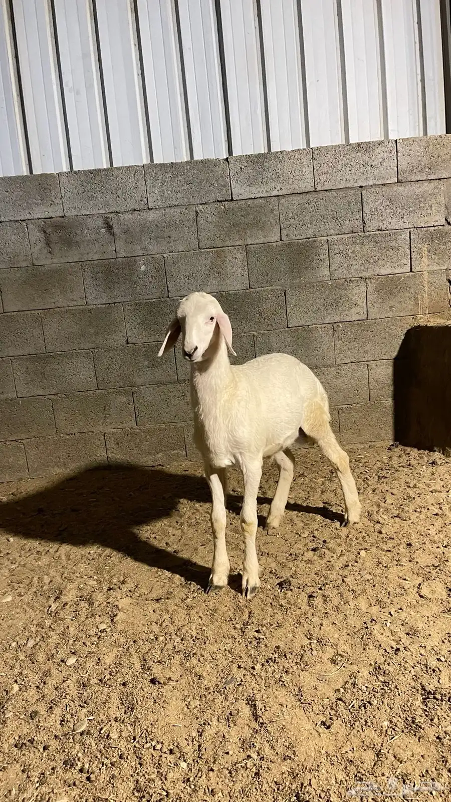 طلي حري مشروع فحل 5